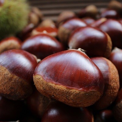 令和元年産を氷温貯蔵した熟成丹波くり　1kg