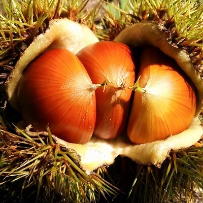 氷蔵熟成させた丹波くり　2kg