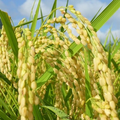 【2023年2月上旬発送】「京丹波ほたるの里」のこしひかり　令和4年産　1kg×5袋(総量5kg)