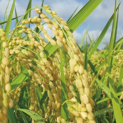 「京丹波ほたるの里」のこしひかり 令和4年産 2kg×5袋(総量10kg)