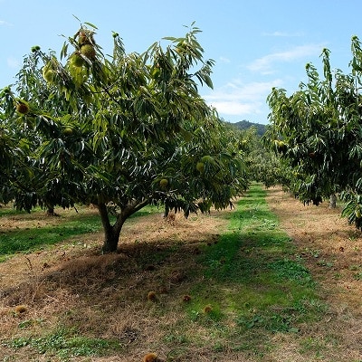 チルド熟成 丹波栗4L 1kg (京都京丹波町産 丹波栗)