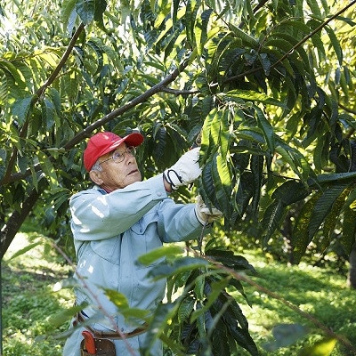氷温熟成 栗の名匠が育てた和知栗 3L 1kg