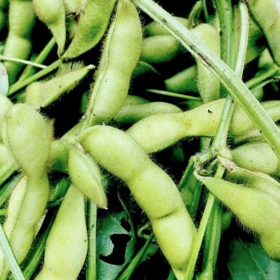 早生 黒枝豆(さや) 1.5kg(300g×5袋)