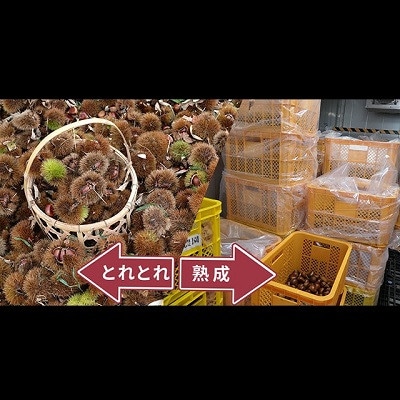 とれたて 丹波くり 3L 1kg(京都 京丹波町産 生栗)