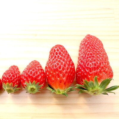 ≪数量限定≫京都府丹波高原育ちのいちご「あきひめ」プレミアム 9個(3個入り×3パック)