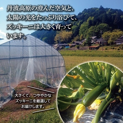 《予約受付》 京都 京丹波ズッキーニ 15本 約3kg
