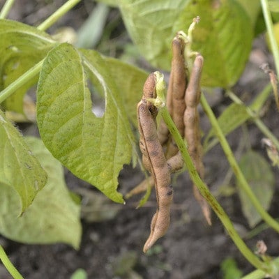 瑞穂大納言小豆1.5kg 京都 京丹波町産