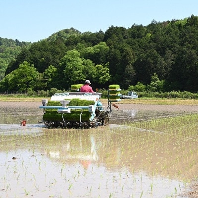 《 先行予約 》 こしひかり 京丹波町産 5kg 令和8年産米