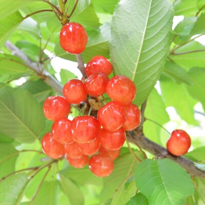 【長野県豊丘村産】さくらんぼ500g ※コロナ支援※