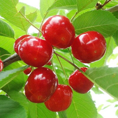 【長野県豊丘村産】さくらんぼ500g ※コロナ支援※