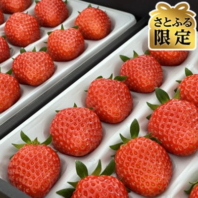 【さとふる限定】【特選2パック(約600g)】贈答用いちご【南信州いちご村】