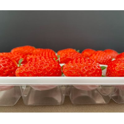 【さとふる限定】【特選2パック(約600g)】贈答用いちご【南信州いちご村】