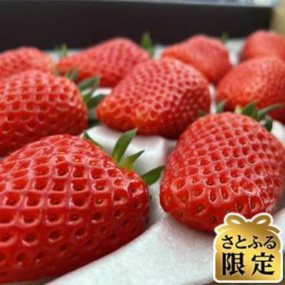 【さとふる限定】【贅沢4パック(約1.2kg)】おうちでワイワイ!家庭用イチゴ【南信州いちご村】