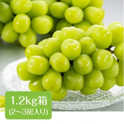 【丘の上ファーム】大玉ぶどう『シャインマスカット』1.2kg(2～3房) 2025年10月発送