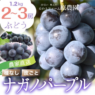【丘の上ファーム】大玉ぶどう『ナガノパープル』約1.2kg(2～3房)　2025年8月下旬より発送