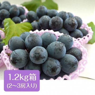 【丘の上ファーム】大玉ぶどう『ナガノパープル』約1.2kg(2～3房)　2025年8月下旬より発送