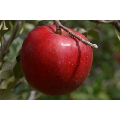 【先行受付】丘の上ファーム原農園の「紅玉」家庭用約5kg(12～20玉)