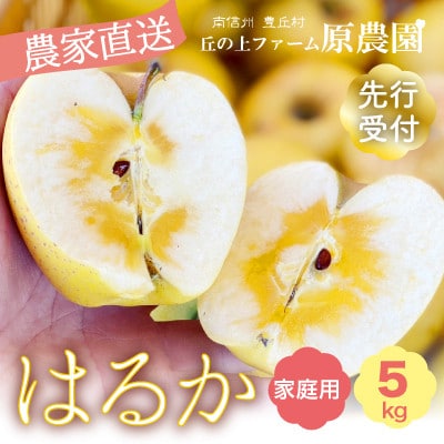 希少品種『はるか』家庭用5kg(12～22玉)　丘の上ファーム原農園より2025年12月発送