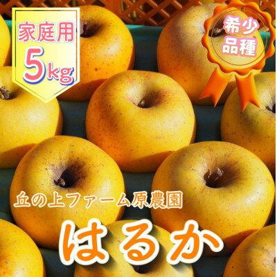 【先行受付】丘の上ファーム原農園の「はるか」家庭用約5kg(14～22玉)