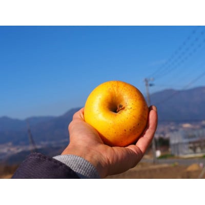 希少品種『はるか』家庭用5kg(12～22玉)　丘の上ファーム原農園より2025年12月発送