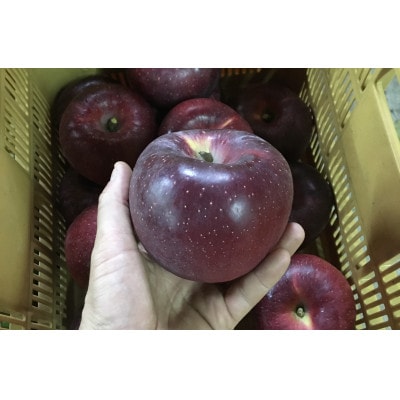 【丘の上ファーム】希少品種「シナノホッペ」贈答品2.5kg(7-10玉)　2025年11月より発送