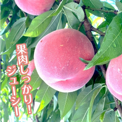【2025年7月中旬より発送】『あかつき』約2.5kg 丘の上ファーム原農園より直送(6～10玉)