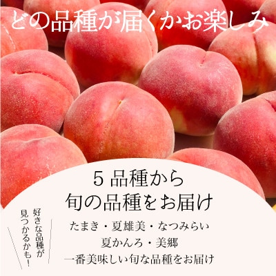 【丘の上ファーム】初夏を彩る桃　品種おまかせ　2.5kg(6-10玉)　2025年7月発送