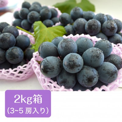 【丘の上ファーム】大玉ぶどう「ナガノパープル」2kg(3‐5房) 2025年9月発送