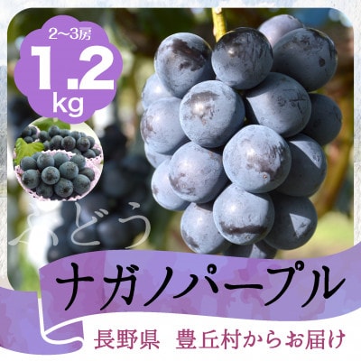 【2025年9月発送】ナガノパープル1.2kg 丘の上ファーム直送♪大玉でぷりっとジューシー!