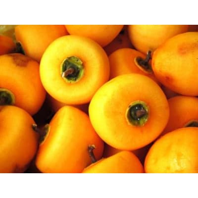 【先行受付】【市田柿専門店　金の柿】市田柿　自家用300g×3袋