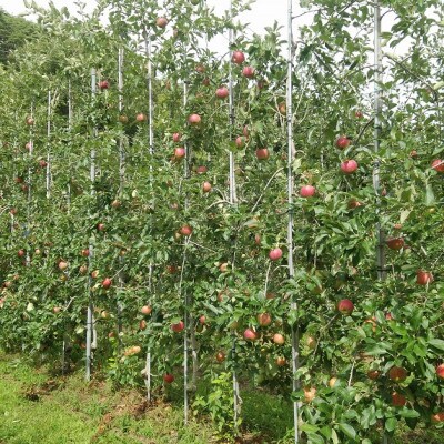 アグリスタくましろのシナノリップ　ご家庭用約3kg(6～12玉)　8月上旬より順次発送