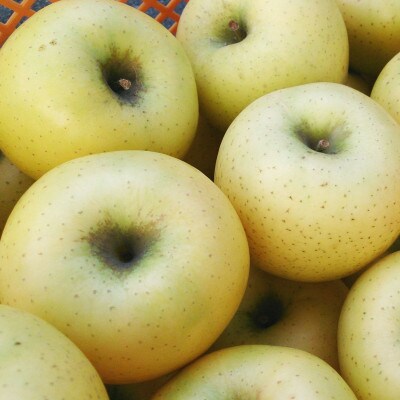 【先行受付】アグリスタくましろのシナノゴールド　家庭用約3kg(6～12玉)　10月下旬より順次発送