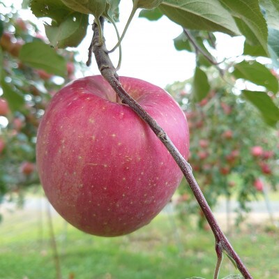アグリスタくましろのサンふじ　ご家庭用約5kg(12～20玉)11月下旬より順次発送