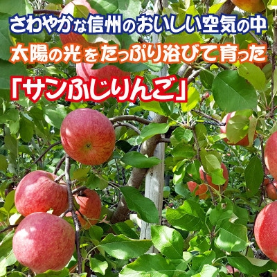 【期間・数量限定】南信州産 サンふじりんご 贈答用 10kg
