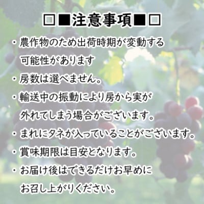 ＼2024年8月中旬以降順次出荷予定!/【豊丘村】南信州で育ったぶどう「巨峰」(約1.2kg)