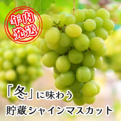 【豊丘村】冬に味わう 貯蔵シャインマスカット約1.2kg(2房) ※12月17日発送※