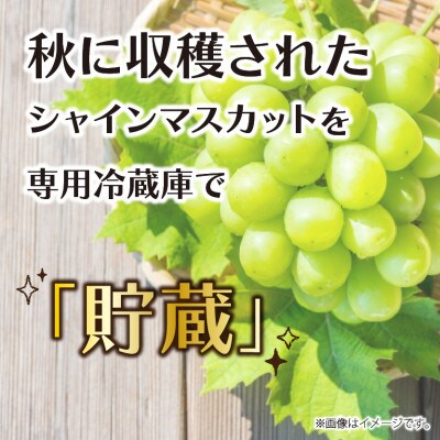 【豊丘村】冬に味わう 貯蔵シャインマスカット約1.2kg(2房) ※12月17日発送※