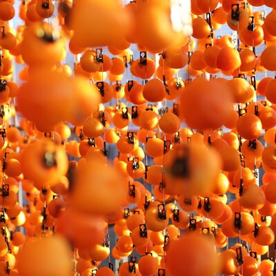 【長野県産】南信州に伝わる伝統の味「市田柿」500g×4袋