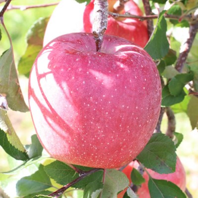 【長野県産】サンふじ(約3kg)秀品