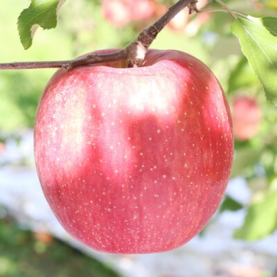 【長野県産】サンふじ(約5kg)秀品