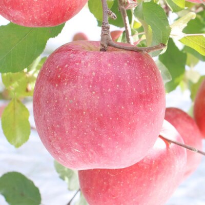 【長野県産】サンふじ(約10kg)秀品