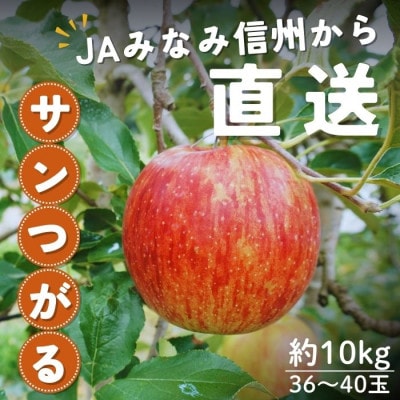 【南信州産】サンつがる 秀品 約10kg(36～40玉) 9月上旬～順次発送