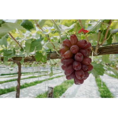 【南信州産】クイーンルージュ(R)　2房(計約800g) 2026年9月より順次発送