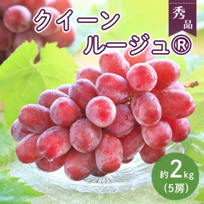 【南信州産】クイーンルージュ(R)　5房(計約2kg) 2026年9月より順次発送
