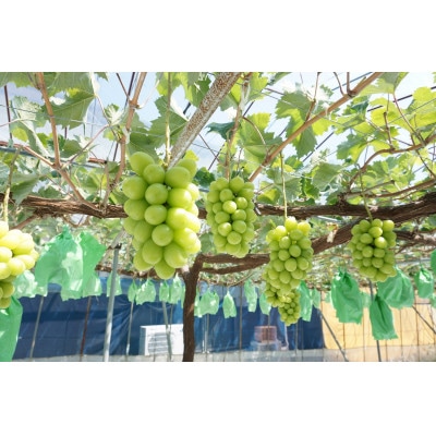 【発送月固定定期便】南信州で人気のフルーツ!旬の豊水梨とシャインマスカット全2回