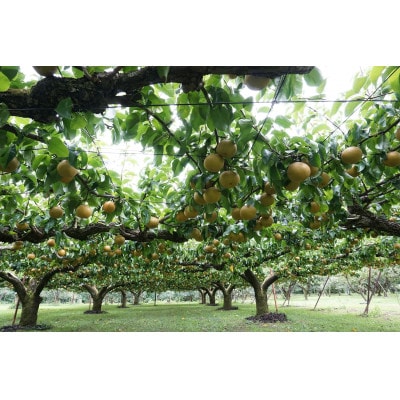 【発送月固定定期便】南信州で人気のフルーツ!旬の豊水梨とシャインマスカット全2回