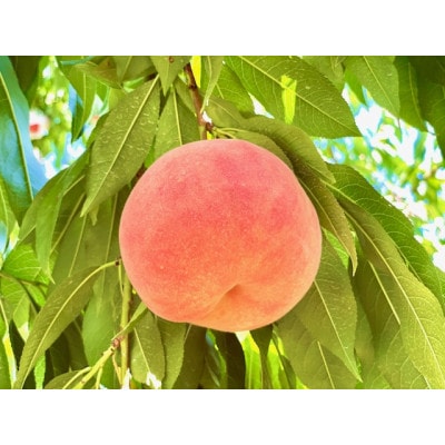 【7月下旬より順次発送】南信州産「桃」あかつき 約2kg 【5～9玉】