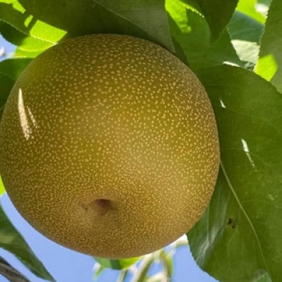 【9月上旬から発送予定】南信州産「豊水梨」約5kg 【12～16玉】 糖度11.0以上