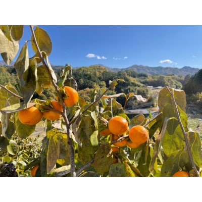 【年内発送】南信州産GI登録商品【市田柿】 約700g<贈答>〈2026年12月中旬～発送予定〉