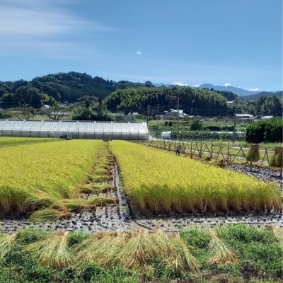 【天日干しのコシヒカリ】【令和7年産新米】 長野県豊丘村産コシヒカリ　精米　5kg